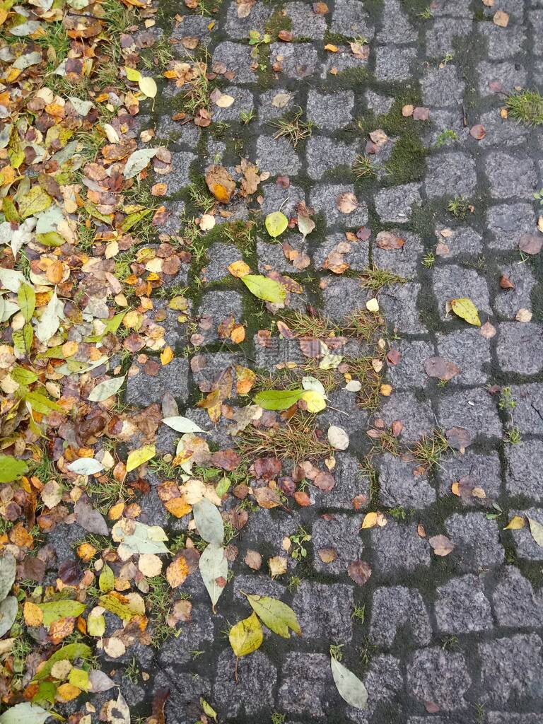 灰色铺路石人行道上的落叶图片