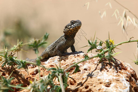 蜥蜴坐在热石上享受晨日以色列的野生图片