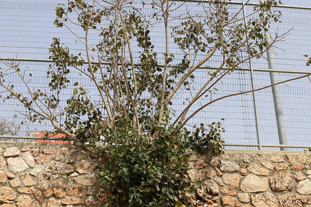 以色列北部沿着围栏种植的图片