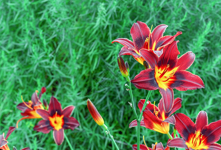 夏日花园里的红百合花俗称东方观星百合图片
