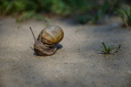 移动的蜗牛图片