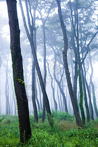 韩国大王岩公园清晨的松树林图片