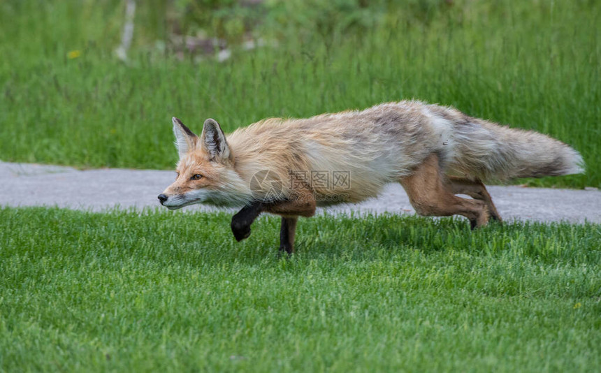 野外的红狐狸图片