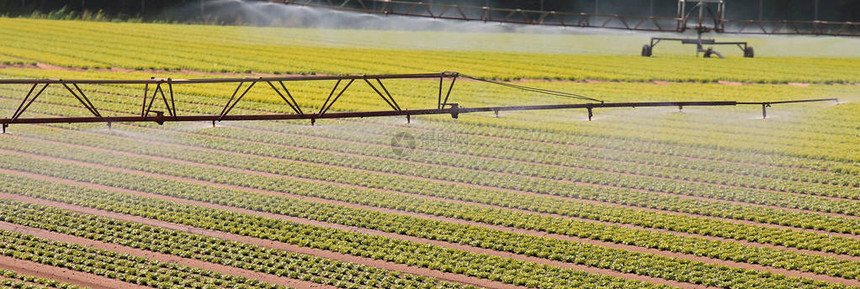 夏季在种植新鲜生菜田地上自动灌溉系统的自图片