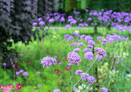 夏日花园里盛开的马鞭草紫色花朵图片