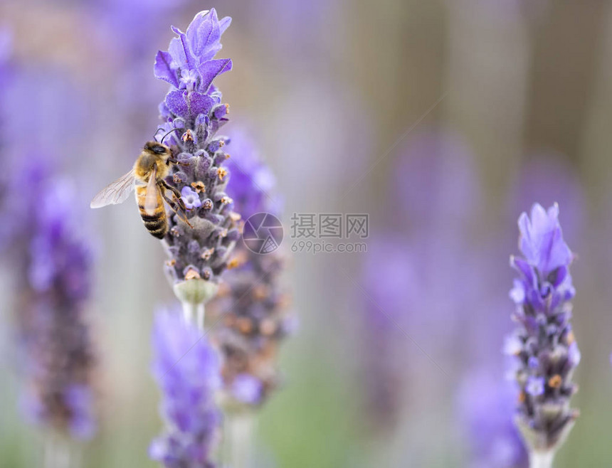 蜜蜂坐在薰衣草花特写镜头上的照片图片