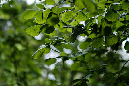 春雨过后林中青嫩的林树叶图片