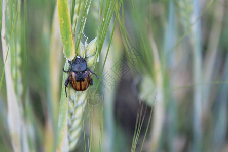 田间小麦穗上的甲虫照片甲虫昆虫的身体是棕色和黑色的坐在小麦图片