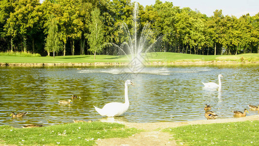 一群美丽的白天鹅在池背景图片