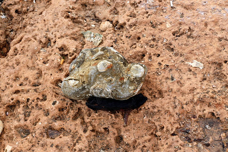 以色列北部地中海沿岸的石头和贝壳图片