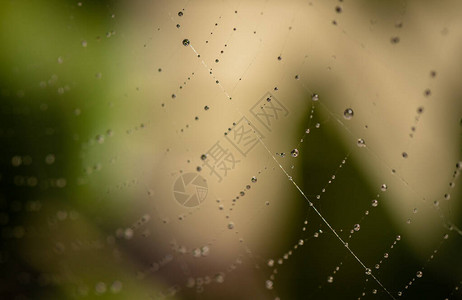 下雨后太阳在蜘蛛图片