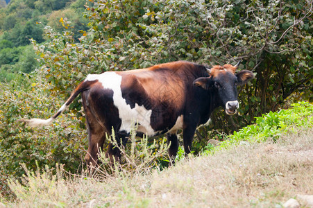 三色奶牛独自在山边与山地对着山地景色放牧图片
