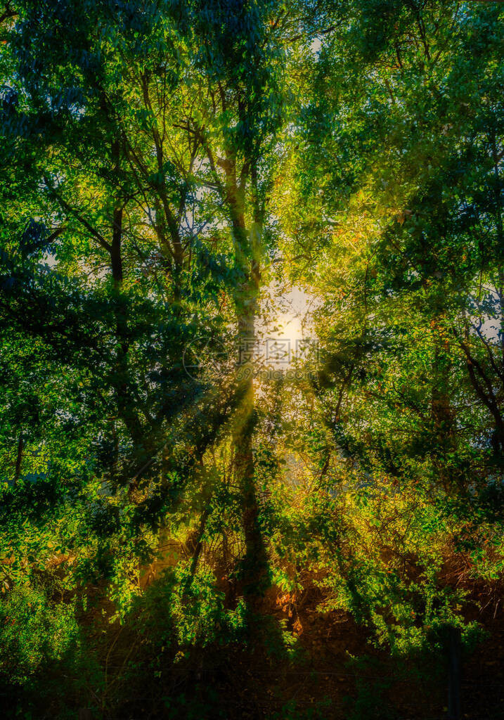 夏日午后的阳光穿过一棵树图片