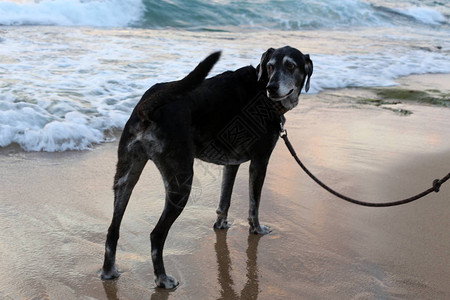 地中海沿岸的狗背景图片