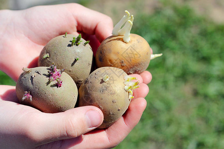 发芽的土豆发芽豆芽出现在马铃薯块茎上准备好种植在地里的土豆农业和农业概念发芽的土背景图片