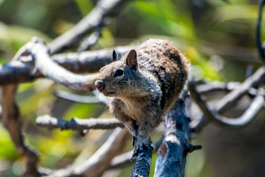 毛松鼠在爬树干枝的时候向远处看去图片