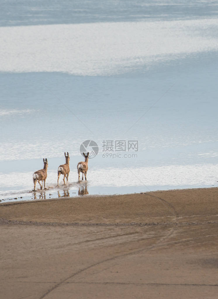 鹿在沙滩上行走图片