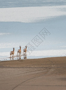 鹿在沙滩上行走图片
