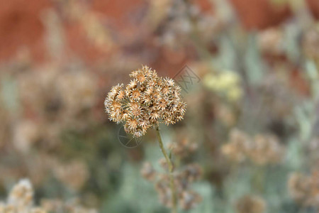 意大利永生种子拉丁名Helichrysumit图片