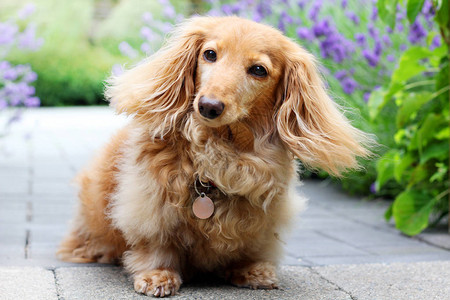 一只纯种长头发的英国乳油色斑点狗背景图片