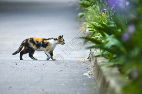 多彩姿的猫走到花坛图片