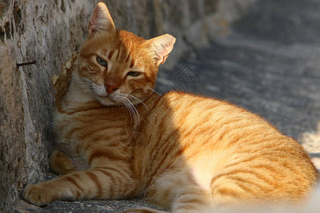 猫是普通的家畜哺乳动物坐在靠近以色列海图片