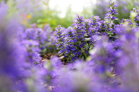 紫色花园植物BronzeBeashAjuga的梦寐以求的照片图片