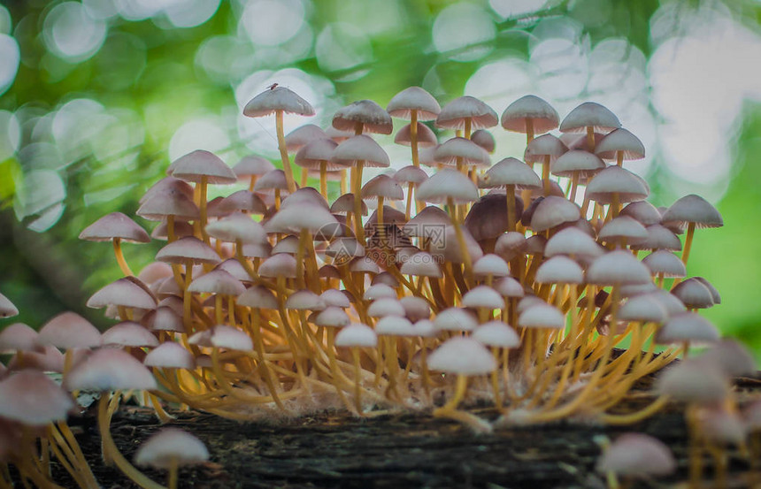 景观称为合唱宏图片