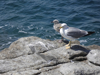 海鸥在悬崖的岩石上准备飞走图片