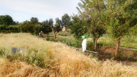 稻草人关心果树大麦黄色谷物景观自然农田伊比里亚半岛中心的农村景象图片