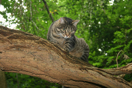树上的一只小猫在森林图片