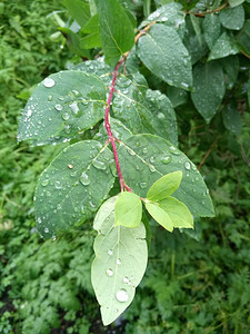 雨后绿叶上的水滴图片