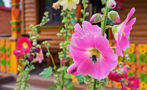 用蜜蜂收集花粉来铺设粉红色的野图片