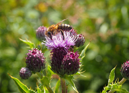 蜜蜂在夏季草原上落在粉图片