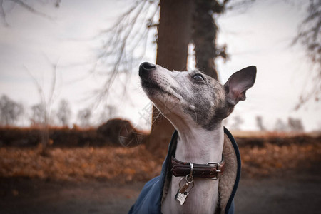 公园里惠比特犬的秋天肖像她想在人的手中花絮背景图片