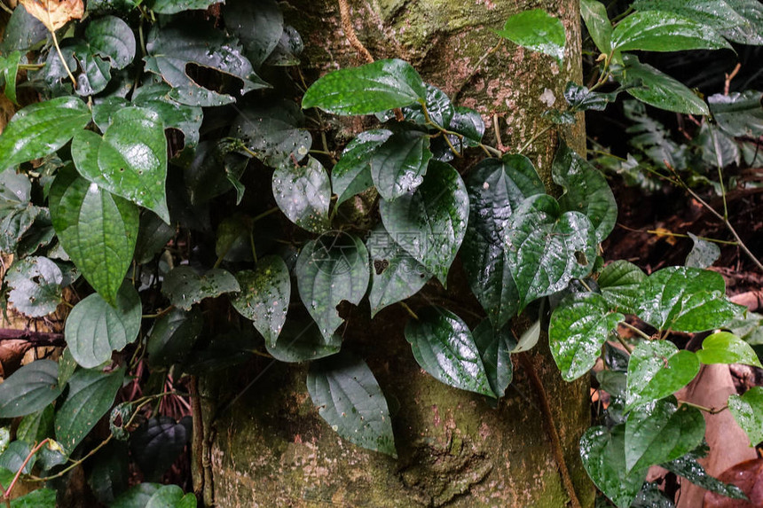 西表岛的湿树叶图片