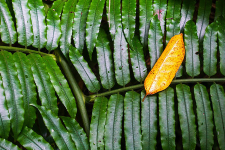 西表岛的湿树叶图片