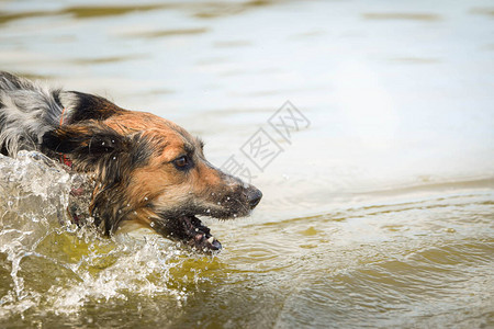 波希米亚斑点狗正在捕水她游泳很好在背景图片