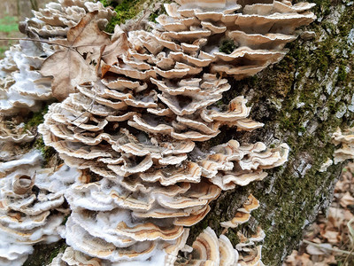 蘑菇长在老树干上的真菌图片