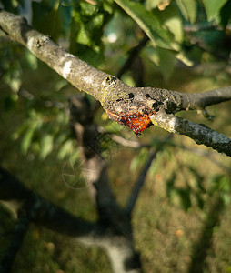 果树干上的树脂樱桃树干上图片