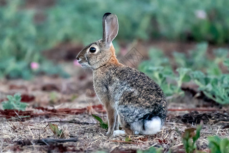警告尾兔子耳朵竖立不动一边在荒野里留意图片