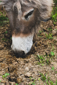 在一个年轻的驴子的缝合图片