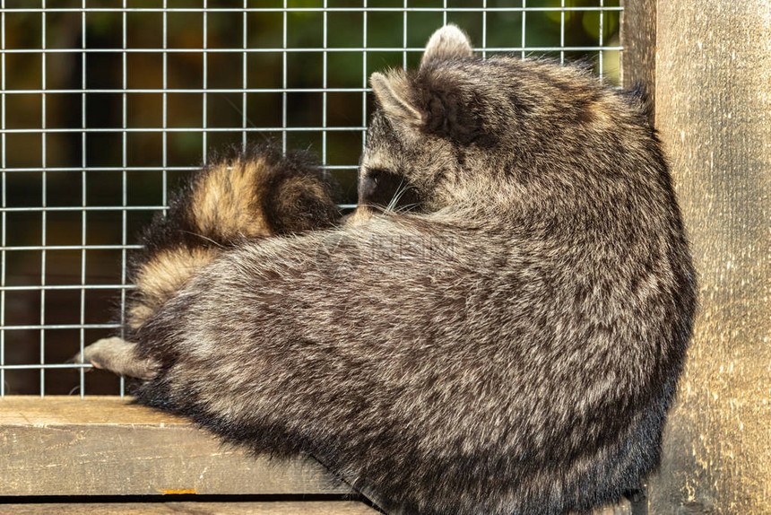 浣熊的睡眠在笼子里卷起图片