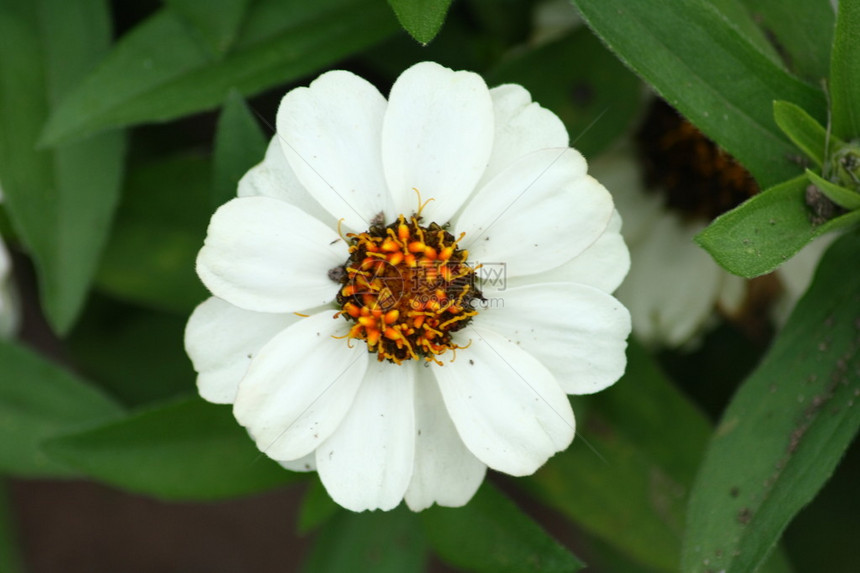 一朵盛开的白花的特写图片