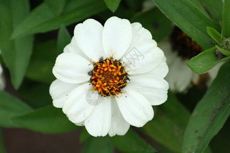 一朵盛开的白花的特写图片