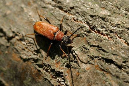 夏季在森林树干上的红褐色长角棕色甲虫Stictoleptura图片