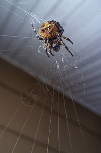 大型圆形织纸蜘蛛在网中捕捉夏图片