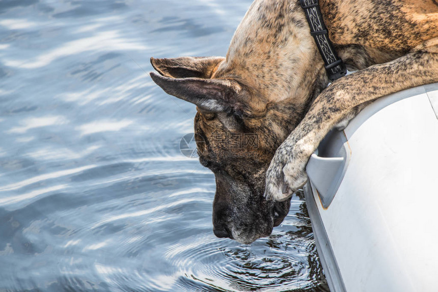 大达尼狗夏天在湖边一艘充气船旁边取图片