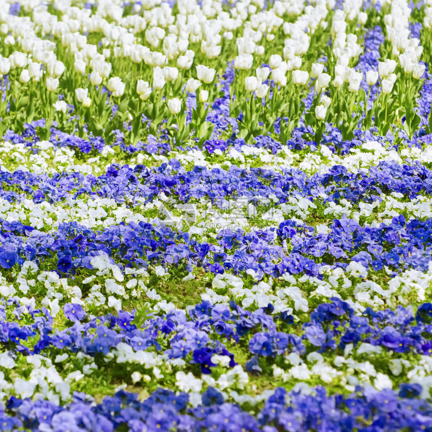 春天或夏天的三色堇花图片