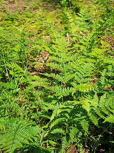 夏天森林蕨类植物的叶子背景图片
